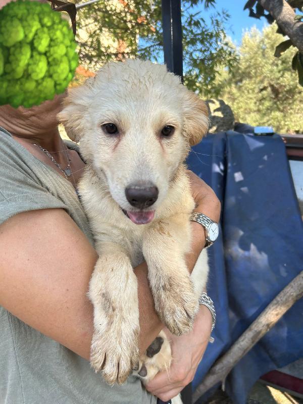 “Poldo, Cucciolo Rimasto Solo, Sogna Finalmente Una Famiglia”